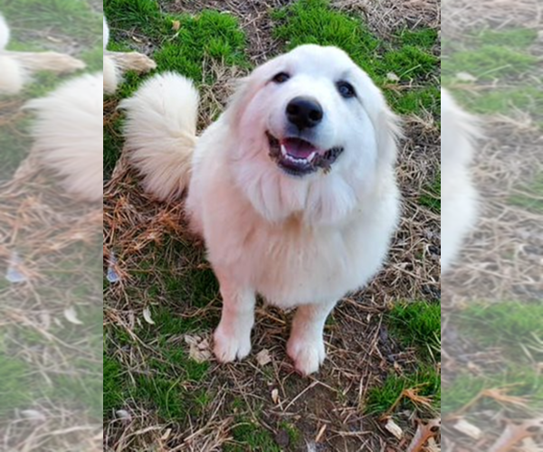 Medium Photo #1 Great Pyrenees Puppy For Sale in RUTHER GLEN, VA, USA