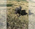 Puppy Puppy 3 Cane Corso