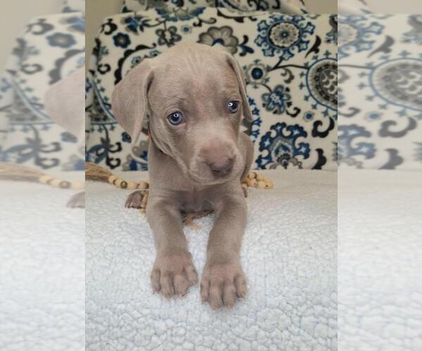 Medium Photo #3 Weimaraner Puppy For Sale in LEWISBURG, KY, USA