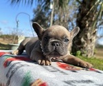 Puppy Cookie French Bulldog