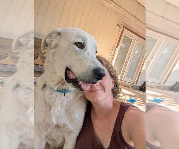 Medium Photo #5 Great Pyrenees Puppy For Sale in Bend, OR, USA