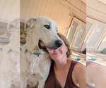 Small #4 Great Pyrenees