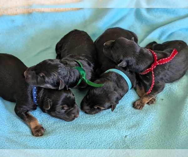 Medium Photo #2 German Shepherd Dog Puppy For Sale in OAK GROVE, OR, USA