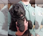 Small Photo #2 Newfoundland-Shepadoodle Mix Puppy For Sale in SHEBOYGAN FALLS, WI, USA