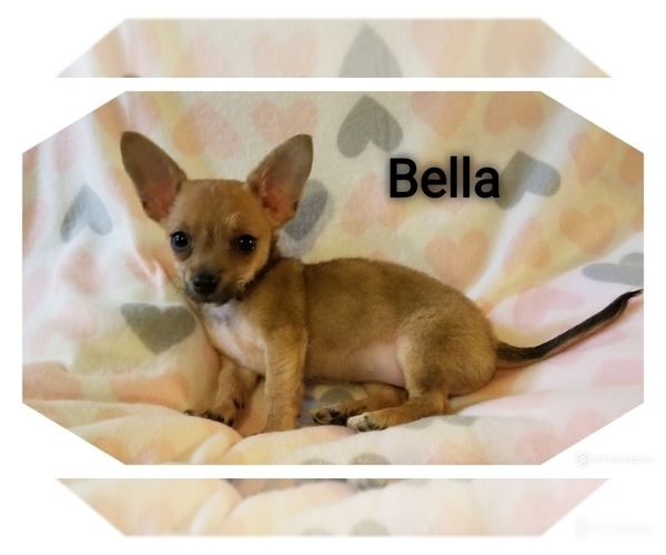 Medium Photo #4 Chihuahua Puppy For Sale in MANSFIELD, TX, USA