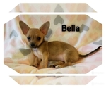 Small Photo #4 Chihuahua Puppy For Sale in MANSFIELD, TX, USA