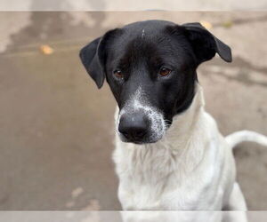 Mutt Dogs for adoption in Tulsa, OK, USA