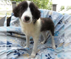Mutt Dogs for adoption in Grovertown, IN, USA