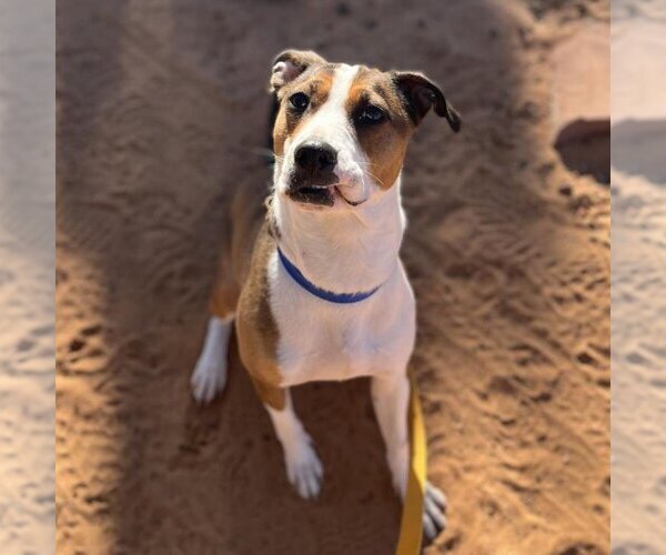 Medium Photo #17 American Staffordshire Terrier Puppy For Sale in Kanab, UT, USA