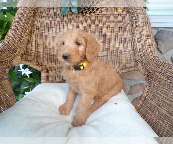 Medium Photo #1 Goldendoodle Puppy For Sale in SUGARCREEK, OH, USA