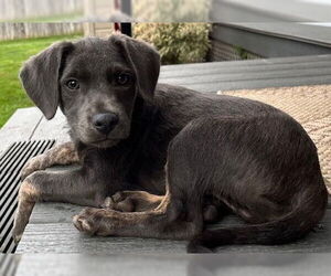 Dachshund-Unknown Mix Dogs for adoption in Cuba, NY, USA