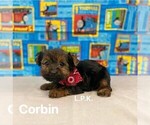 Image preview for Ad Listing. Nickname: Tiny Corbin