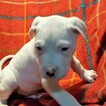 Small Photo #142 Dogo Argentino Puppy For Sale in JANE, MO, USA