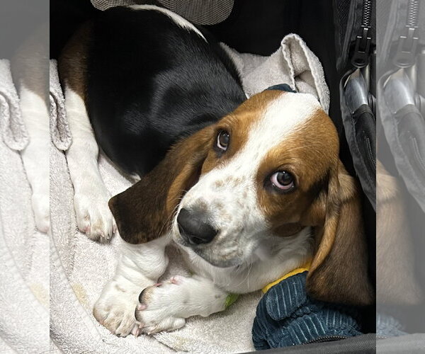 Medium Photo #2 Basset Hound Puppy For Sale in Petaluma, CA, USA