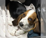 Small #1 Basset Hound