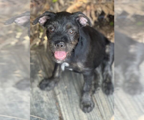 Medium Photo #5 Labrador Retriever-Unknown Mix Puppy For Sale in Dana Point, CA, USA