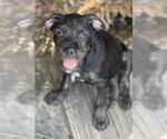 Small #4 Labrador Retriever Mix