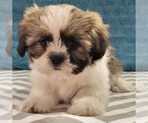 Zuchon Puppy for sale in ARTHUR, IL, USA