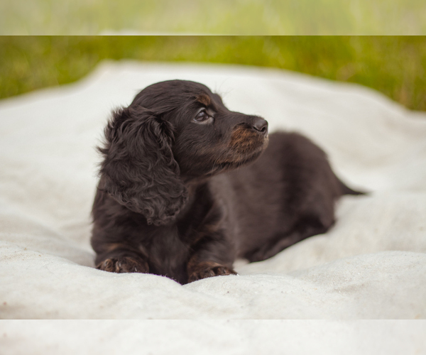 Medium Photo #1 Dachshund Puppy For Sale in WAXHAW, NC, USA