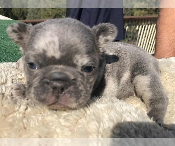 Medium Photo #39 French Bulldog Puppy For Sale in PLACERVILLE, CA, USA