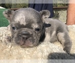 Small Photo #39 French Bulldog Puppy For Sale in PLACERVILLE, CA, USA