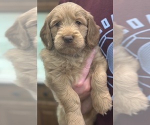 Goldendoodle Puppy for sale in Wichita, KS, USA