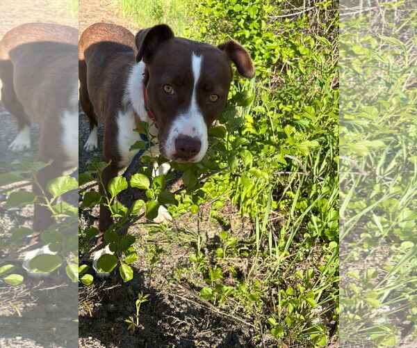 Medium Photo #6 Mutt Puppy For Sale in NEWPORT NH, NH, USA