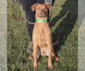 Marvin - Male Labralas Dog for Adoption - Photo #4