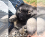 Small Photo #28 Keeshond Puppy For Sale in FAYETTEVILLE, TN, USA