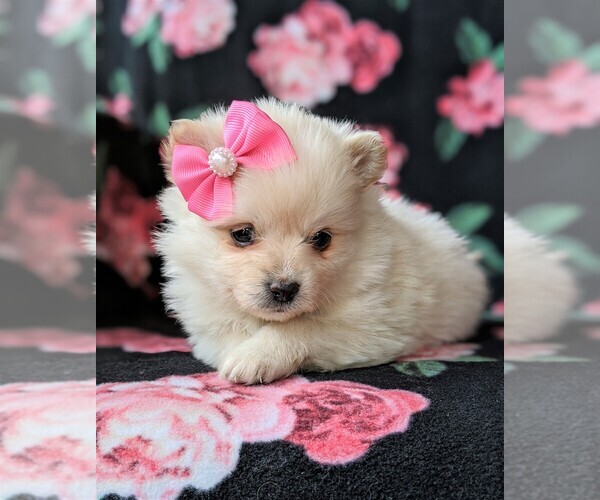 Medium Photo #6 Pomeranian Puppy For Sale in CHRISTIANA, PA, USA