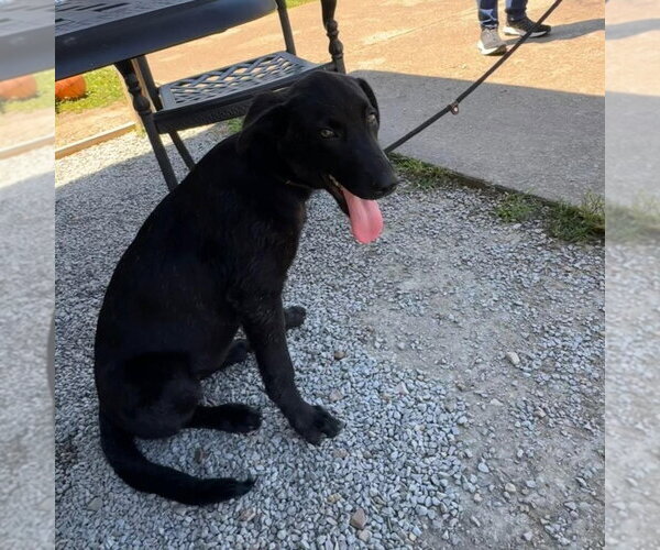 Medium Photo #2 Mutt Puppy For Sale in Canton, CT, USA