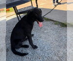 Small #1 Mutt