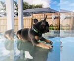 Small Photo #6 French Bulldog Puppy For Sale in POMPANO BEACH, FL, USA