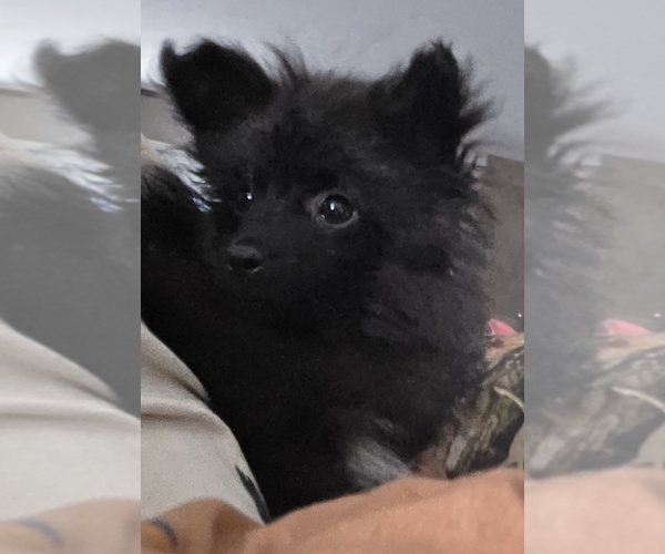 Medium Photo #1 Pomapoo (Toy) Puppy For Sale in SPOTSYLVANIA, VA, USA