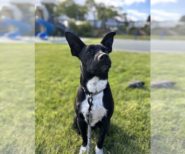 Medium Photo #15 Boston Terrier-Unknown Mix Puppy For Sale in Brewster, NY, USA