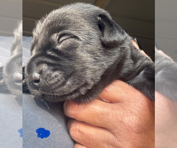 Medium Photo #1 Labrador Retriever Puppy For Sale in OSYKA, MS, USA