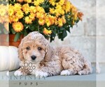 Lydell - Male Poodle (Miniature) Puppy for Sale - Photo #4