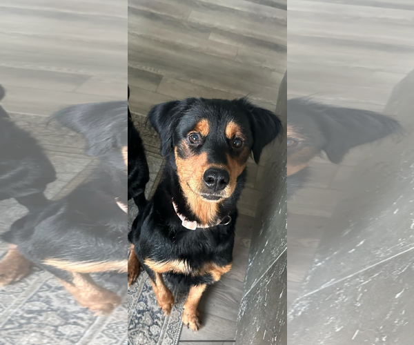 Medium Photo #4 Labrottie Puppy For Sale in Holly Springs, NC, USA