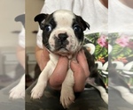 Small Photo #11 Boston Terrier Puppy For Sale in MOUNT ORAB, OH, USA