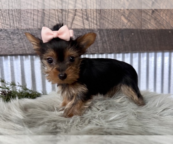 Medium Photo #4 Yorkshire Terrier Puppy For Sale in NAPPANEE, IN, USA