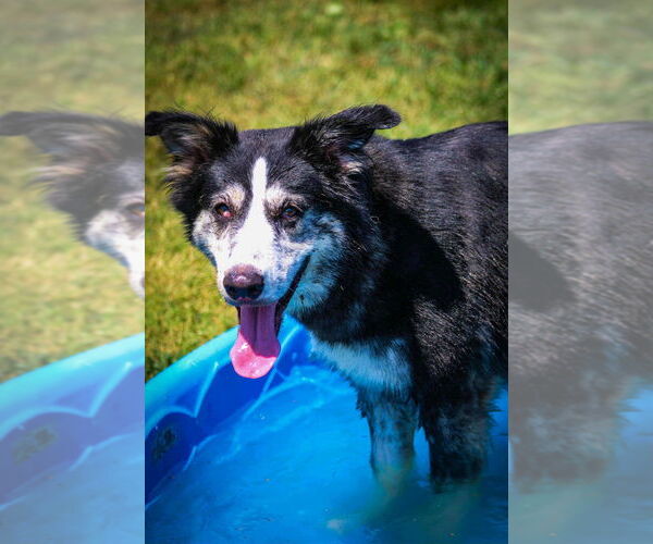 Medium Photo #13 Huskies -Unknown Mix Puppy For Sale in Evansville, IN, USA
