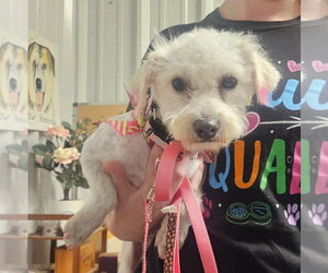 Poodle (Miniature)-Unknown Mix Dogs for adoption in Boonton, NJ, USA