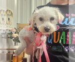 Small Poodle (Miniature) Mix