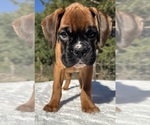 AKC Art - Male Boxer Puppy for Sale - Photo #3