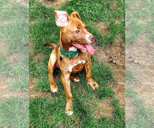 Frankie - Female American Staffordshire Terrier-Unknown Mix Dog for Adoption - Photo #2