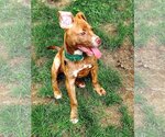 Small #19 American Staffordshire Terrier Mix