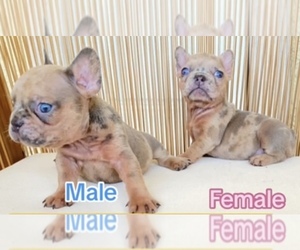 French Bulldog Puppy for sale in MORENO VALLEY, CA, USA