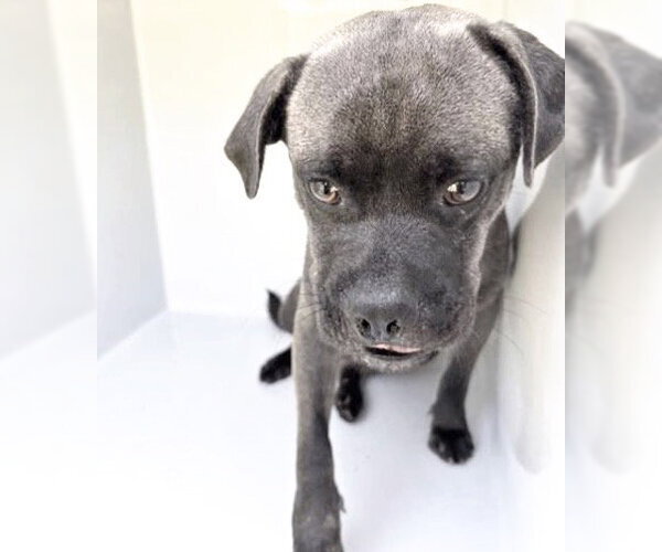 Medium Photo #1 Mutt Puppy For Sale in Houston, TX, USA