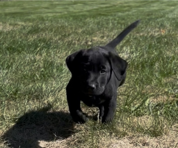 Medium Photo #10 Labrador Retriever Puppy For Sale in FREDERICKSBG, OH, USA