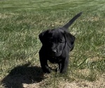 Small #9 Labrador Retriever